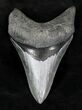 Serrated Megalodon Tooth - Venice, Florida #21227-1